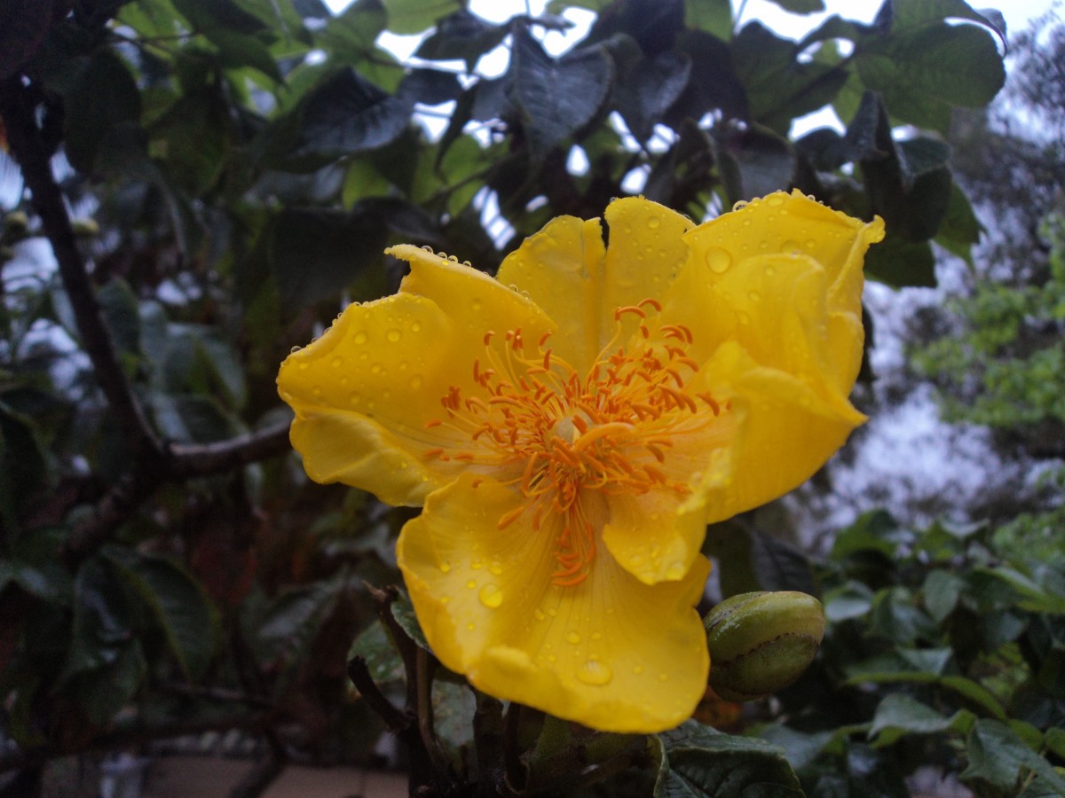 Cochlospermum religiosum (L.) Alston